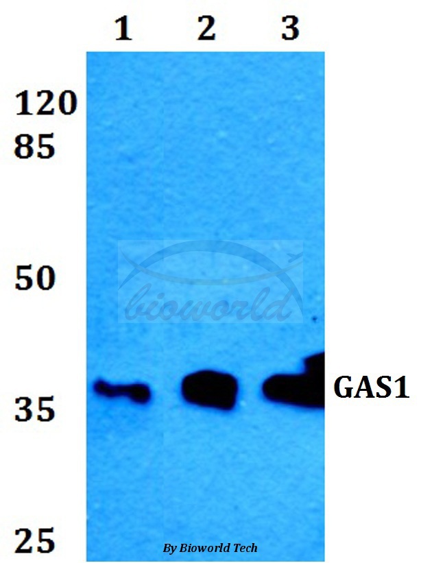 Western blot (WB) analysis of GAS1 (R274) pAb at 1:500 dilution Lane1:HEK293T whole cell lysate Lane2:Raw264.7 whole cell lysate Lane3:PC12 whole cell lysate