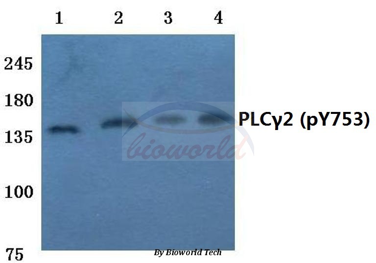 Western blot (WB) analysis of p-PLC γ2 (Y753) pAb at 1:500 dilution Lane1:Hela cell lysate treated with TNFa Lane2:Raw264.7 cell lysate treated with TNFa Lane3:Mouse kidney tissue lysate Lane4:Rat kidney tissue lysate