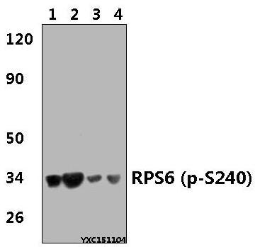 Western blot (WB) analysis of RPS6 (phospho-S240) pAb at 1:500 dillution Lane1:Hela whole cell lysate(40μg) Lane2:Hela treated with serum starved( 24h) whole cell lysate(40μg) Lane3:PC12 whole cell lysate(40μg) Lane4:PC12 treated with serum starved( 24h) whole cell lysate(40μg)