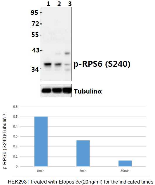 Western blot (WB) analysis of RPS6 (phospho-S240) pAb at 1:500 dilution Lane1:HEK293T whole cell lysate(40ug) Lane2:HEK293T treated with insulin(20ng/ml) for 15 minutes whole cell lysate(40ug) Lane3:HEK293T treated with insulin(20ng/ml) for 30 minutes who