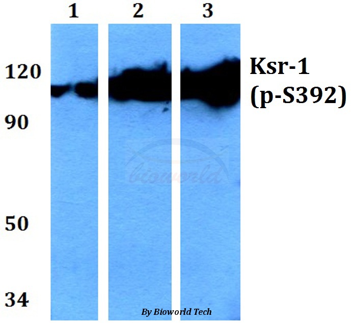 Western blot (WB) analysis of p-Ksr-1 (S392) pAb at 1:500 dilution Lane1:HEK293T cell lysate treated with PMA(100nM,30mins) Lane2:Raw264.7 cell lysate treated with PMA(100nM,30mins) Lane3:PC12 cell lysate treated with PMA(100nM,30mins)