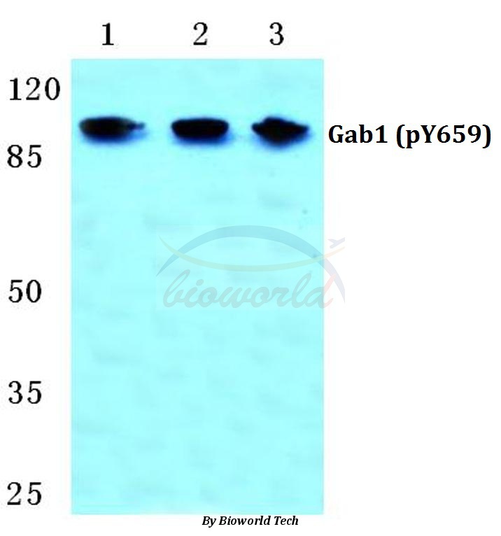 Western blot (WB) analysis of p-GAB1 (Y659) pAb at 1:500 dilution Lane1:Hela cell lysate treated with insulin(100nM,15mins) Lane2:Raw264.7 cell lysate treated with insulin(100nM,15mins) Lane3:H9C2 cell lysate treated with insulin(100nM,15mins)