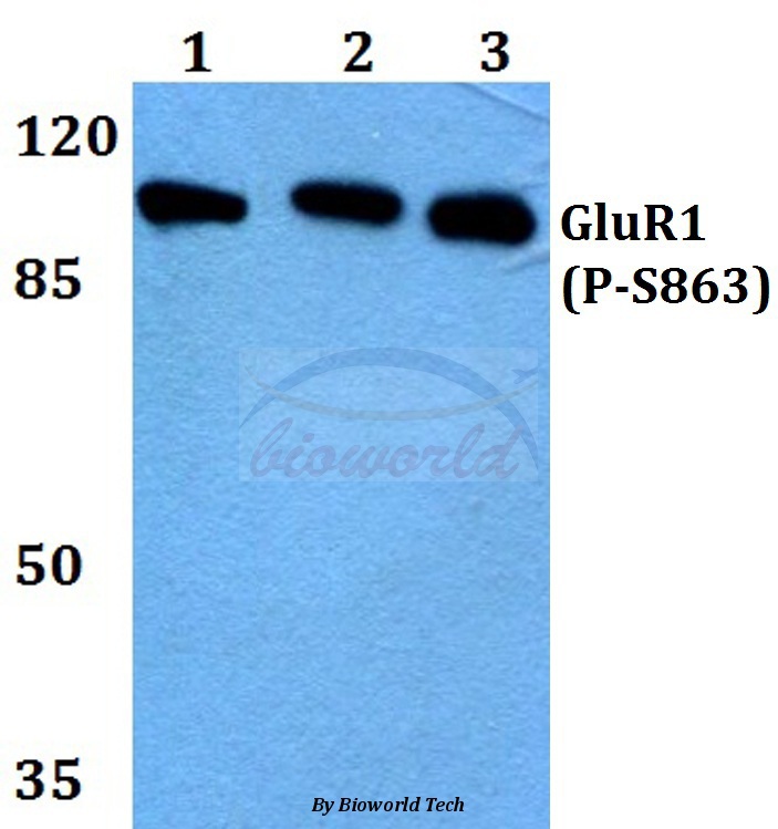 Western blot (WB) analysis of p-GluR1 (S863) pAb at 1:500 dilution Lane1:Hela whole cell lysate Lane2:Raw264.7 whole cell lysate Lane3:PC12 whole cell lysate