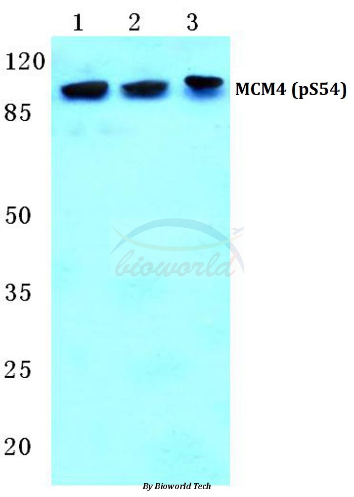 Western blot (WB) analysis of p-MCM4 (S54) pAb at 1:500 dilution Lane1:LO2 cell lysate treated with EGF(0.1ng/ML,30mins) Lane2:sp2/0 cell lysate treated with EGF(0.1ng/ML,30mins) Lane3:H9C2 cell lysate treated with EGF(0.1ng/ML,30mins)