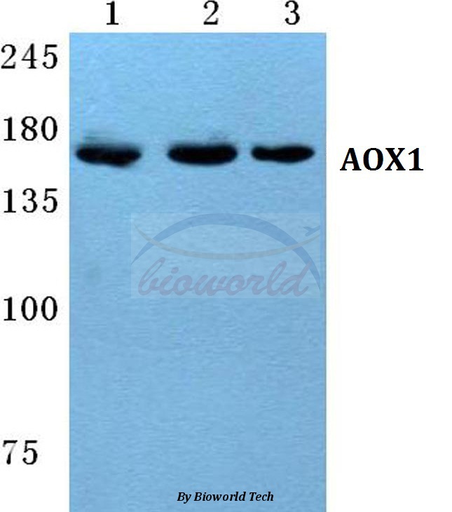 Western blot (WB) analysis of AOX1 pAb at 1:500 dilution Lane1:MCF-7 cell lysate Lane2:sp2/0 cell lysate Lane3:PC12 cell lysate