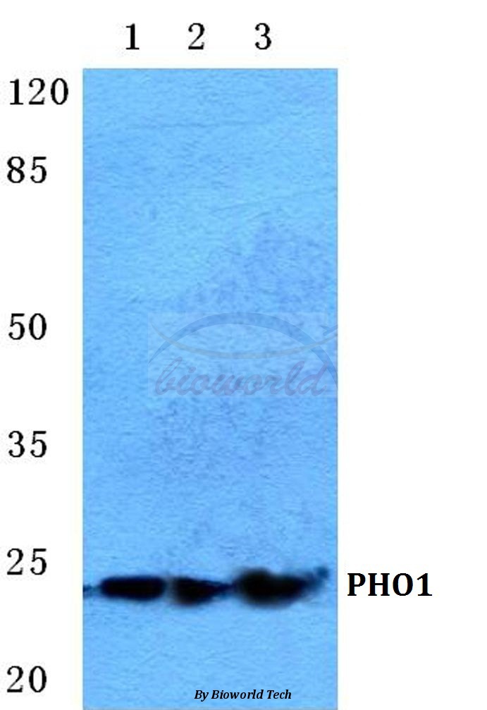 Western blot (WB) analysis of PHO1 pAb at 1:500 dilution Lane1:HEK293T cell lysate Lane2:sp2/0 cell lysate Lane3:H9C2 cell lysate