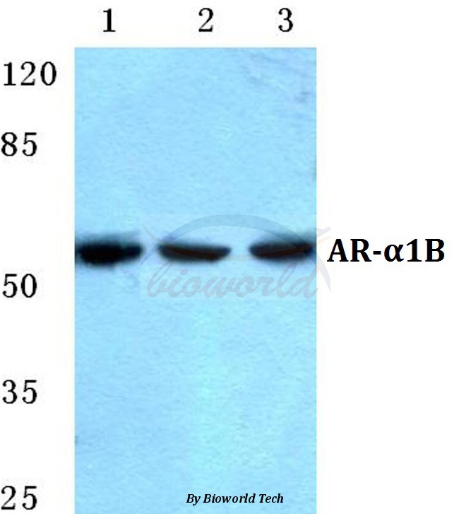 Western blot (WB) analysis of AR-α1B pAb at 1:500 dilution Lane1:A549 cell lysate Lane2:HEK293T cell lysate Lane3:PC12 cell lysate