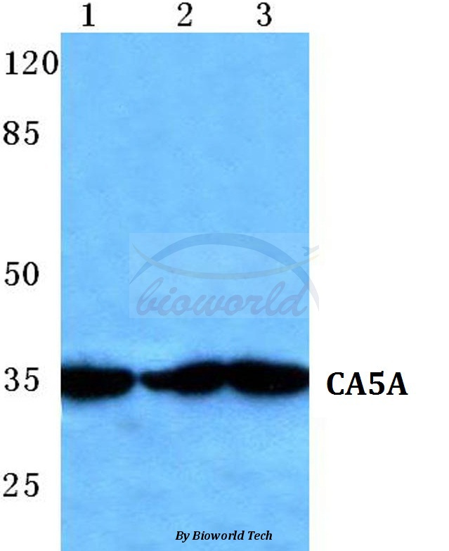 Western blot (WB) analysis of CA5A pAb at 1:500 dilution Lane1:Hela cell lysate Lane2:Raw264.7 cell lysate Lane3:PC12 cell lysate