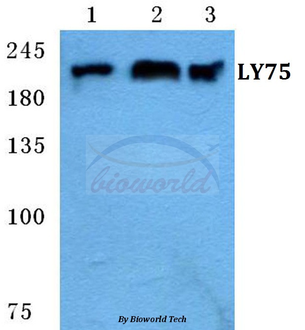 Western blot (WB) analysis of LY75 pAb at 1:500 dilution Lane1:MCF-7 cell lysate Lane2:sp2/0 cell lysate Lane3:H9C2 cell lysate