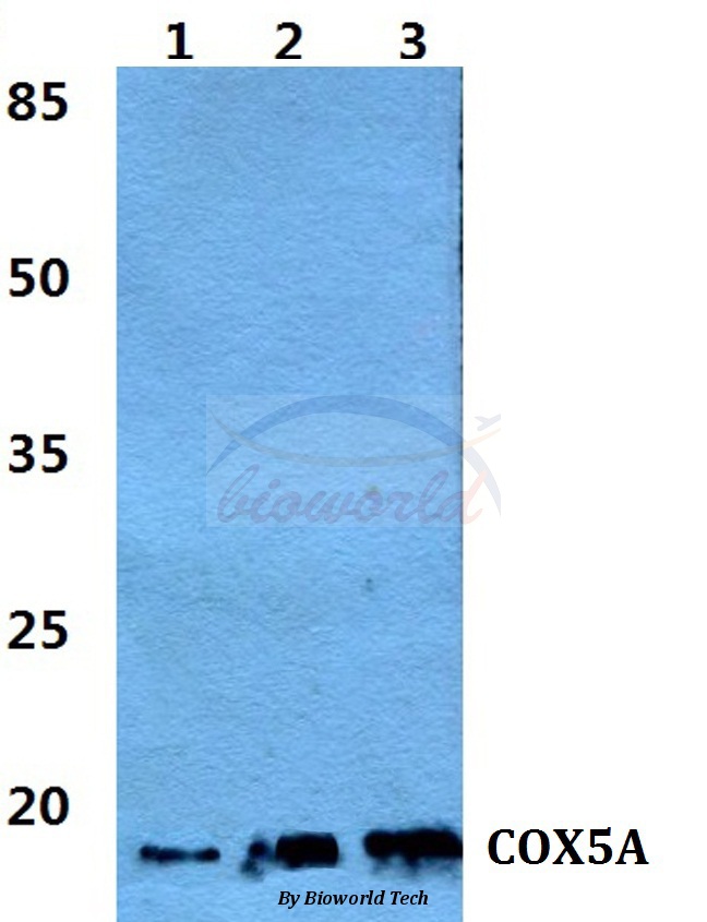 Western blot (WB) analysis of COX5A pAb at 1:500 dilution Lane1:MCF-7 cell lysate Lane2:sp2/0 cell lysate Lane3:PC12 cell lysate