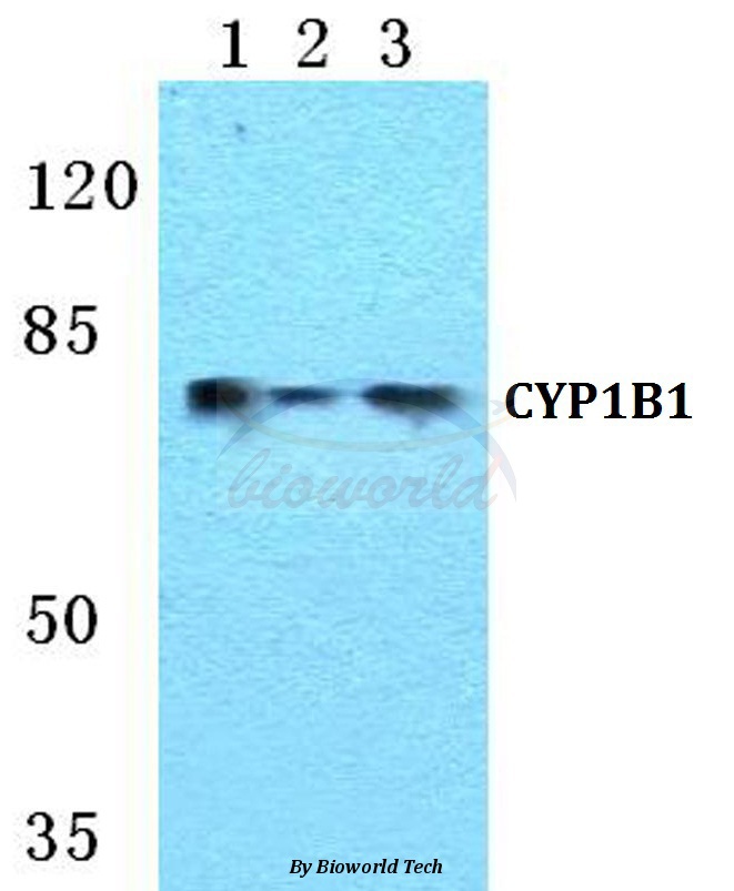 Western blot (WB) analysis of CYP1B1 pAb at 1:500 dilution Lane1:Hela cell lysate Lane2:Raw264.7 cell lysate Lane3:PC12 cell lysate