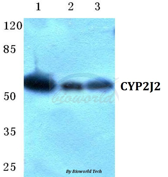 Western blot (WB) analysis of CYP2J2 pAb at 1:500 dilution Lane1:Hela cell lysate Lane2:NIH-3T3 cell lysate Lane3:H9C2 cell lysate