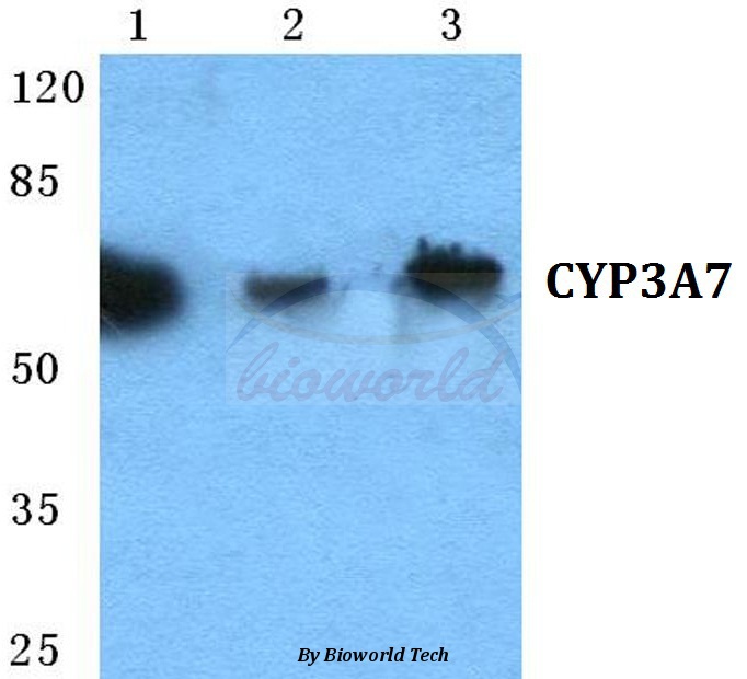 Western blot (WB) analysis of CYP3A7 pAb at 1:500 dilution Lane1:HEK293T cell lysate Lane2:Raw264.7 cell lysate Lane3:PC12 cell lysate