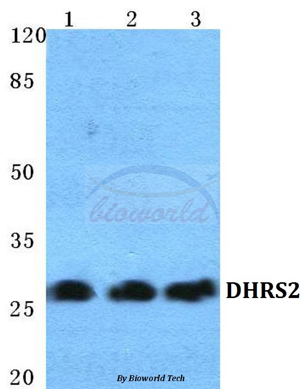 Western blot (WB) analysis of DHRS2 pAb at 1:500 dilution Lane1:Hela cell lysate Lane2:Raw264.7 cell lysate Lane3:H9C2 cell lysate