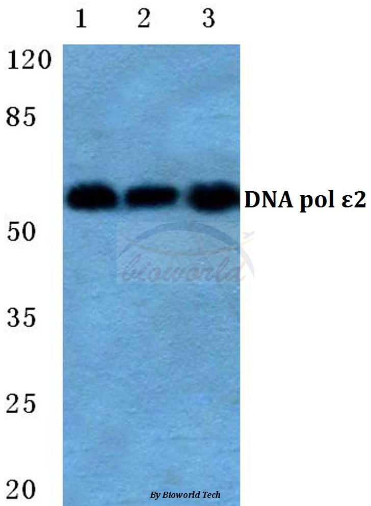 Western blot (WB) analysis of DNA pol ε 2 pAb at 1:500 dilution Lane1:MCF-7 cell lysate Lane2:sp2/0 cell lysate Lane3:PC12 cell lysate