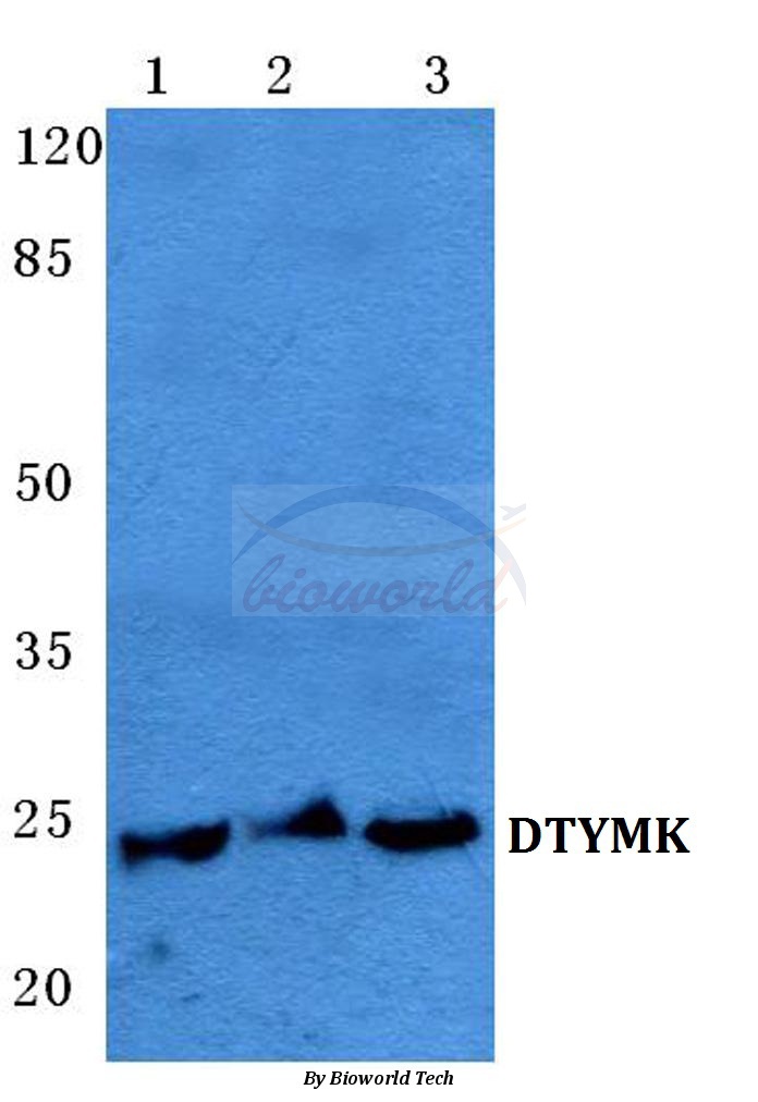 Western blot (WB) analysis of DTYMK pAb at 1:500 dilution Lane1:HEK293T cell lysate Lane2:Raw264.7 cell lysate Lane3:H9C2 cell lysate