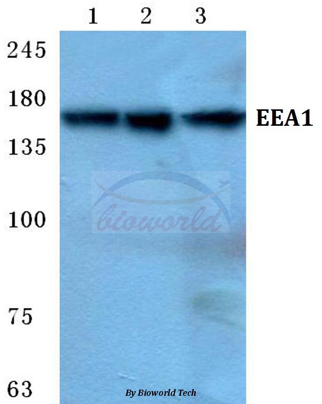 Western blot (WB) analysis of EEA1 pAb at 1:500 dilution Lane1:Hela cell lysate Lane2:sp2/0 cell lysate Lane3:PC12 cell lysate