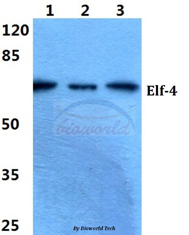 Western blot (WB) analysis of Elf-4 pAb at 1:500 dilution Lane1:Hela cell lysate Lane2:Raw264.7 cell lysate Lane3:H9C2 cell lysate