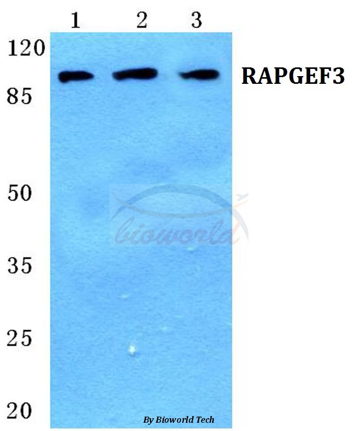 Western blot (WB) analysis of RAPGEF3 pAb at 1:500 dilution Lane1:A549 cell lysate Lane2:sp2/0 cell lysate Lane3:H9C2 cell lysate