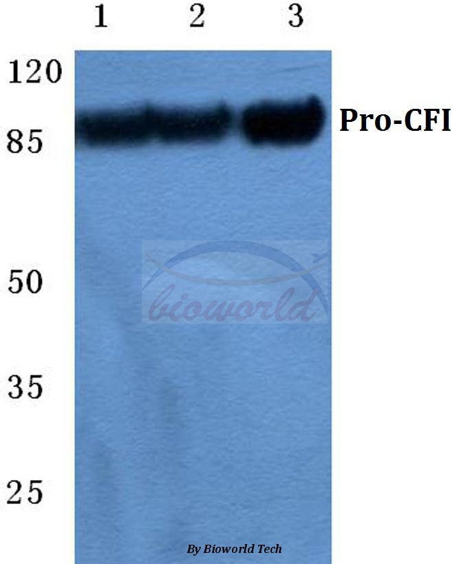 Western blot (WB) analysis of CFI pAb at 1:500 dilution Lane1:HEK293T cell lysate Lane2:Raw264.7 cell lysate Lane3:PC12 cell lysate