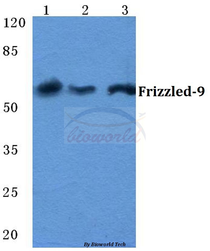 Western blot (WB) analysis of Frizzled-9 pAb at 1:500 dilution Lane1:HEK293T cell lysate Lane2:Raw264.7 cell lysate Lane3:PC12 cell lysate