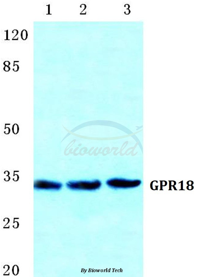 Western blot (WB) analysis of GPR18 pAb at 1:500 dilution Lane1:HEK293T cell lysate Lane2:sp2/0 cell lysate Lane3:H9C2 cell lysate
