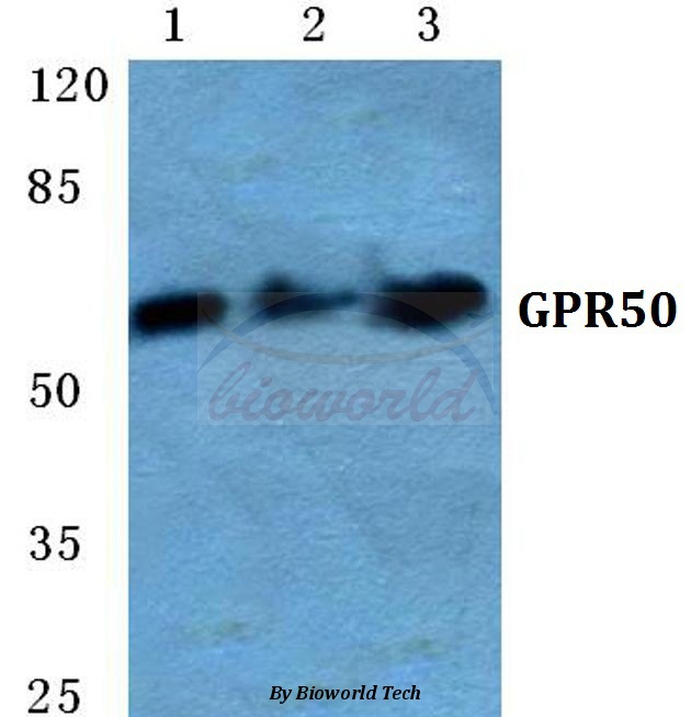 Western blot (WB) analysis of GPR50 pAb at 1:500 dilution Lane1:Hela cell lysate Lane2:sp2/0 cell lysate Lane3:PC12 cell lysate