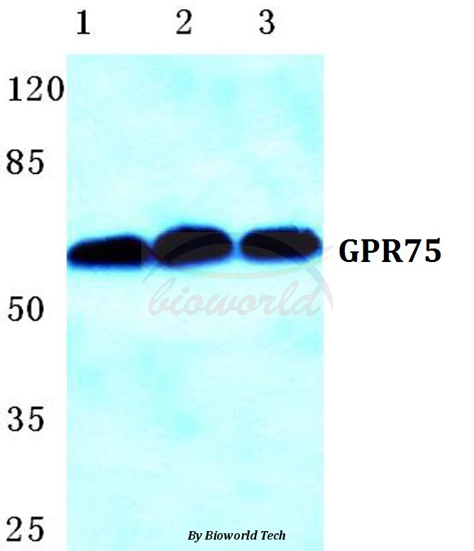 Western blot (WB) analysis of GPR75 pAb at 1:500 dilution Lane1:HEK293T cell lysate Lane2:sp2/0 cell lysate Lane3:Rat kidney tissue lysate