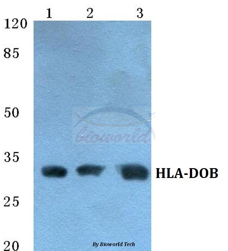 Western blot (WB) analysis of HLA-DOB pAb at 1:500 dilution Lane1:Hela cell lysate Lane2:Raw264.7 cell lysate Lane3:H9C2 cell lysate