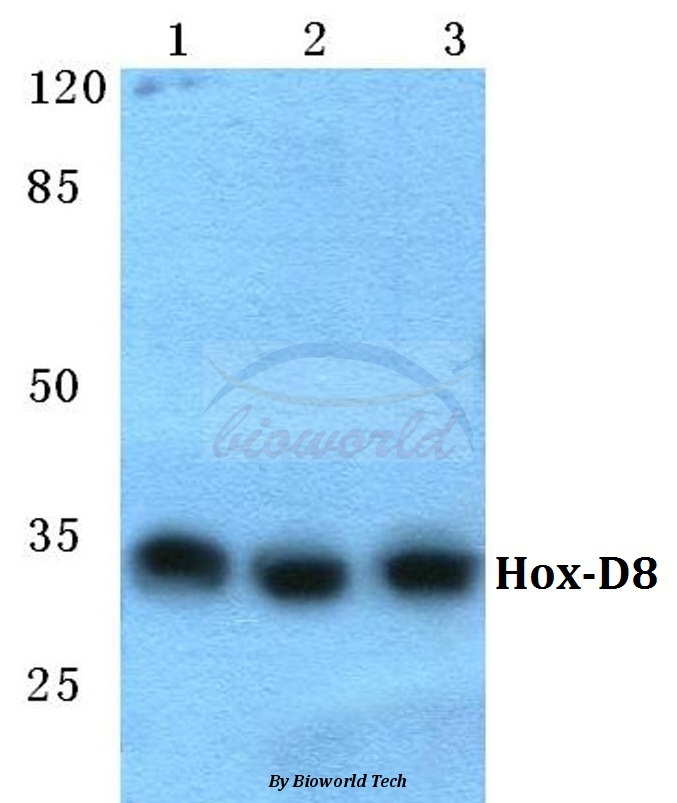 Western blot (WB) analysis of Hox-D8 pAb at 1:500 dilution Lane1:Hela cell lysate Lane2:Raw264.7 cell lysate Lane3:H9C2 cell lysate