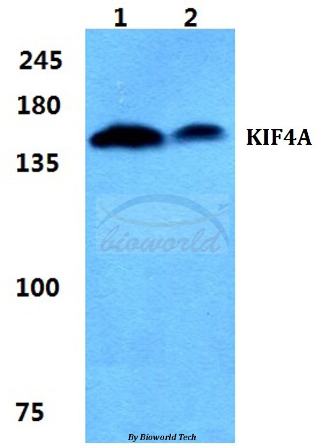 Western blot (WB) analysis of KIF4A pAb at 1:500 dilution Lane1:MCF-7 cell lysate Lane2:sp2/0 cell lysate
