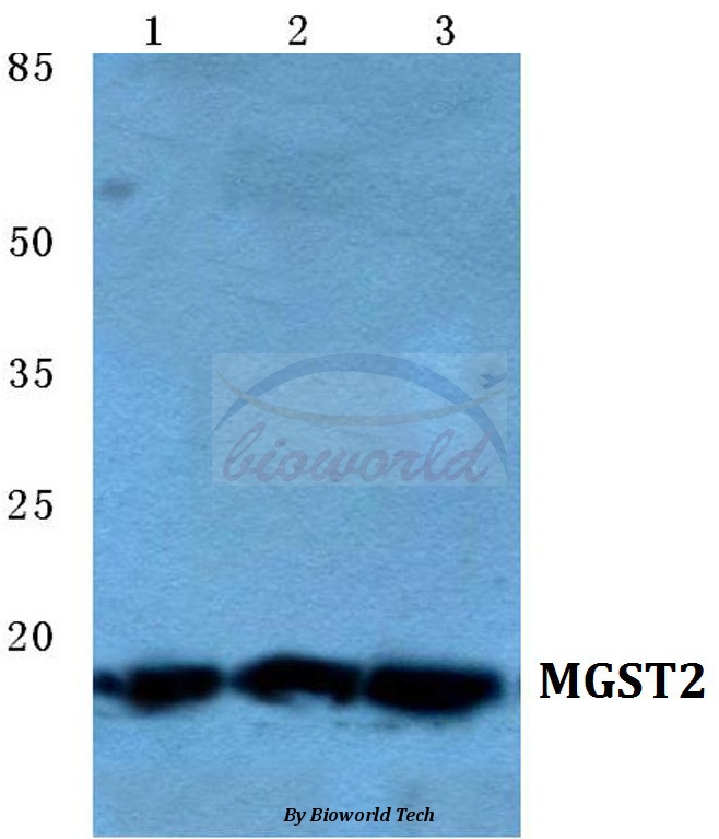 Western blot (WB) analysis of MGST2 pAb at 1:500 dilution Lane1:MCF-7 cell lysate Lane2:sp2/0 cell lysate Lane3:PC12 cell lysate