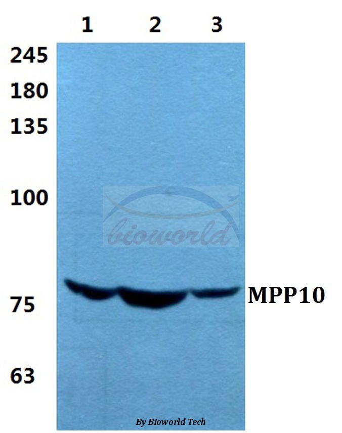 Western blot (WB) analysis of MPP10 pAb at 1:500 dilution Lane1:HEK293T cell lysate Lane2:sp2/0 cell lysate Lane3:H9C2 cell lysate