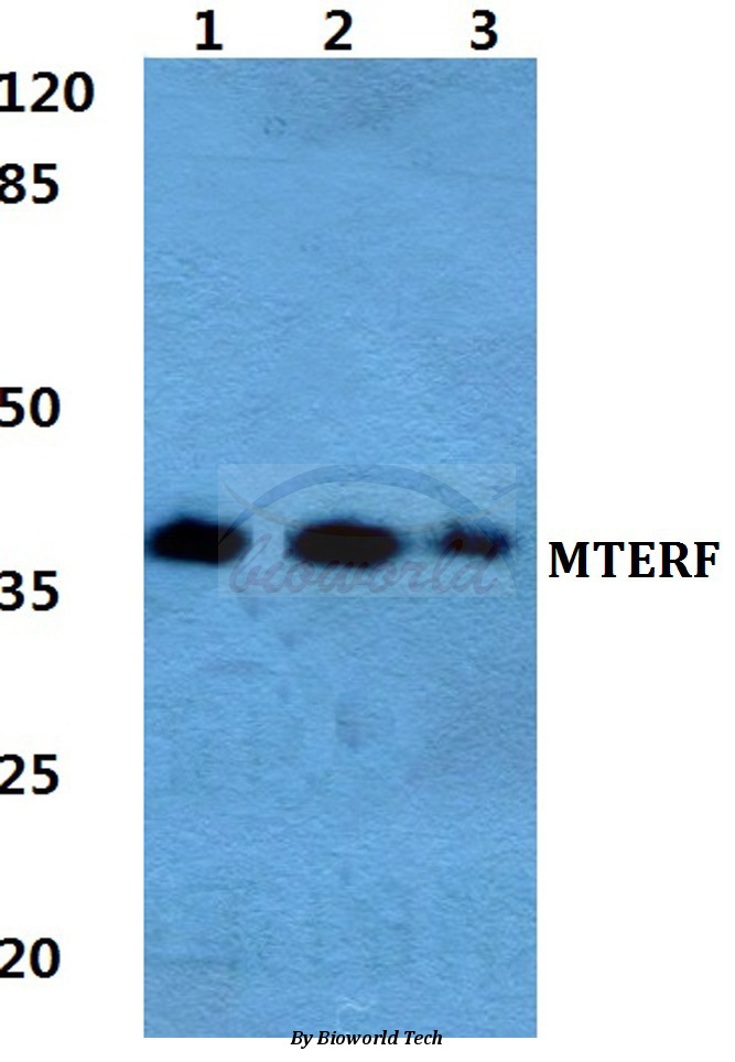 Western blot (WB) analysis of MTERF pAb at 1:500 dilution Lane1:Hela cell lysate Lane2:Raw264.7 cell lysate Lane3:PC12 cell lyate
