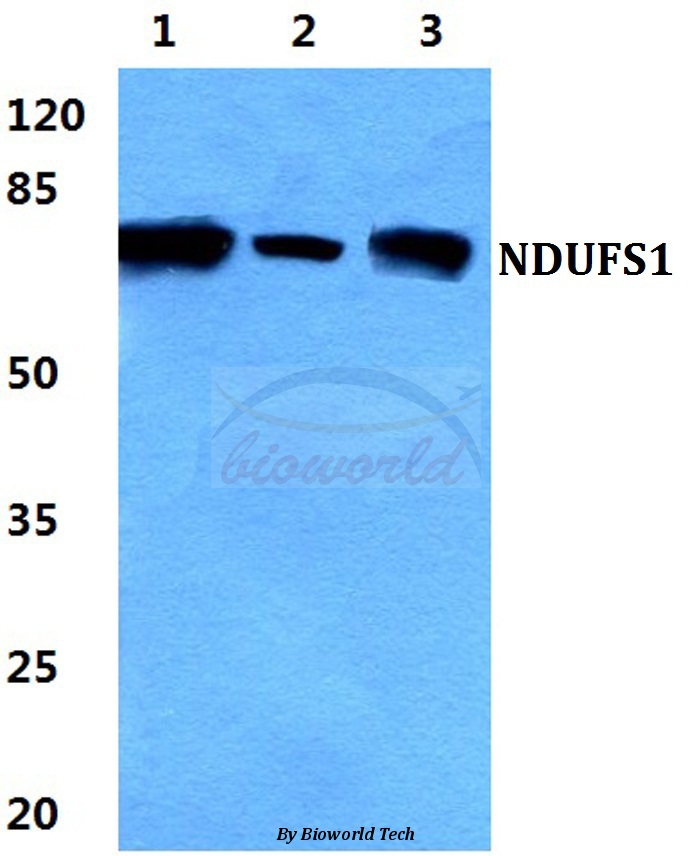 Western blot (WB) analysis of NDUFS1 pAb at 1:500 dilution Lane1:Hela cell lysate Lane2:sp2/0 cell lysate Lane3:PC12 cell lysate