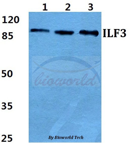 Western blot (WB) analysis of ILF3 pAb at 1:500 dilution Lane1:MCF-7 cell lysate Lane2:sp2/0 cell lysate Lane3:PC12 cell lysate