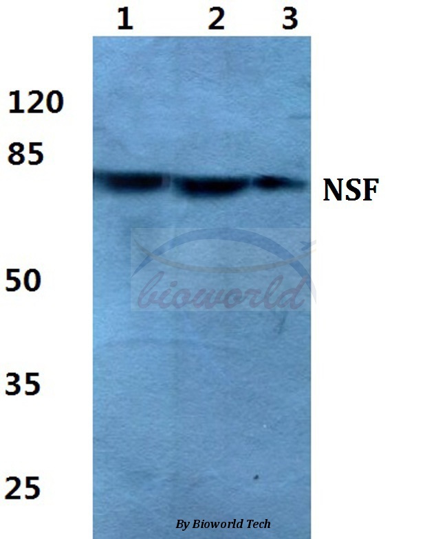Western blot (WB) analysis of NSF pAb at 1:500 dilution Lane1:MCF-7 cell lysate Lane2:Raw264.7 cell lysate Lane3:H9C2 cell lysate