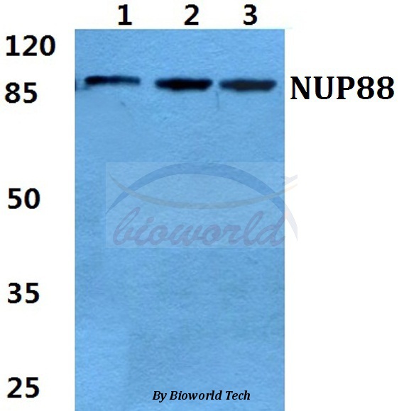 Western blot (WB) analysis of NUP88 pAb at 1:500 dilution Lane1:Hela cell lysate Lane2:NIH-3T3 cell lysate Lane3:H9C2 cell lysate