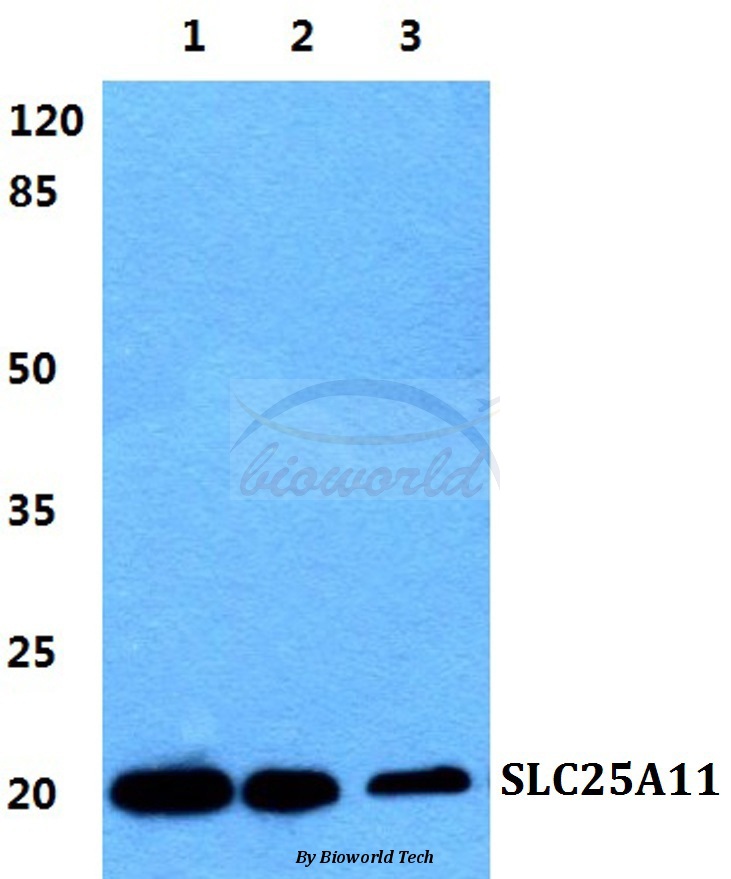 Western blot (WB) analysis of SLC25A11 pAb at 1:500 dilution Lane1:HepG2 cell lysate Lane2:Raw264.7 cell lysate Lane3:H9C2 cell lysate