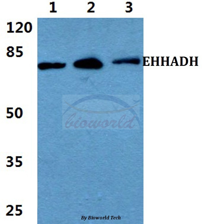 Western blot (WB) analysis of EHHADH pAb at 1:500 dilution Lane1:Jurkat cell lysate Lane2:Raw264.7 cell lysate Lane3:H9C2 cell lysate