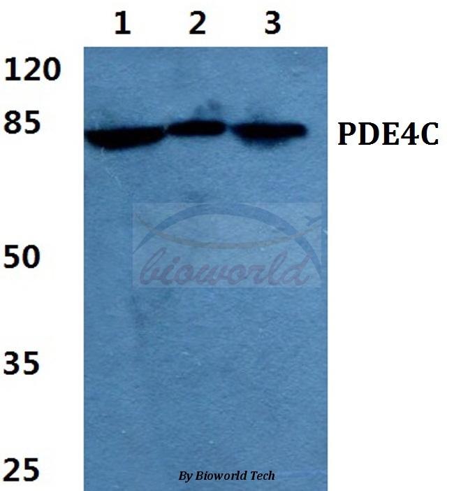 Western blot (WB) analysis of PDE4C pAb at 1:500 dilution Lane1:HEK293T cell lysate Lane2:Mouse liver tissue lysate Lane3:H9C2 cell lysate