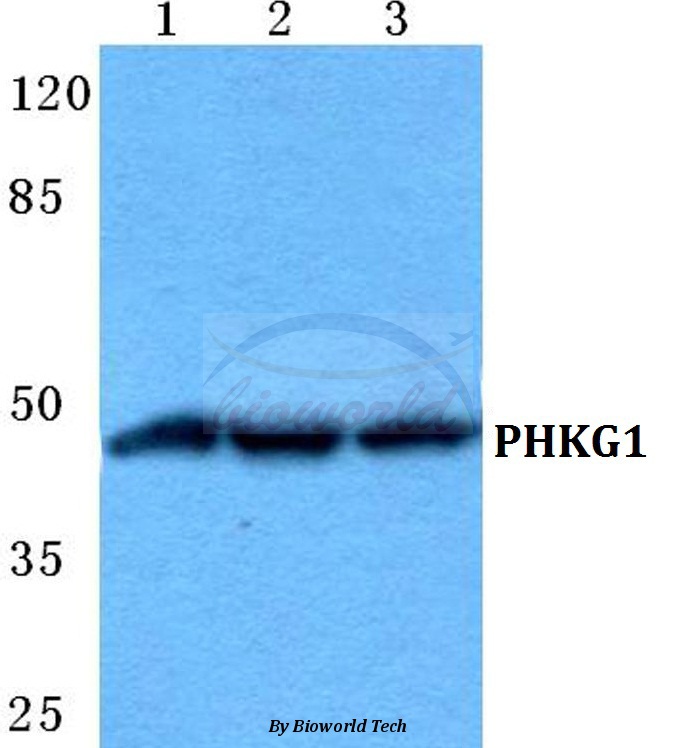 Western blot (WB) analysis of PHKG1 pAb at 1:500 dilution Lane1:A549 cell lysate Lane2:Raw264.7 cell lysate Lane3:Rat brain tissue lysate