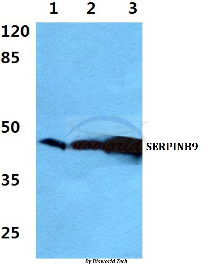 Western blot (WB) analysis of SERPINB9 pAb at 1:500 dilution Lane1:Hela cell lysate Lane2:Raw264.7 cell lysate Lane3:H9C2 cell lyate