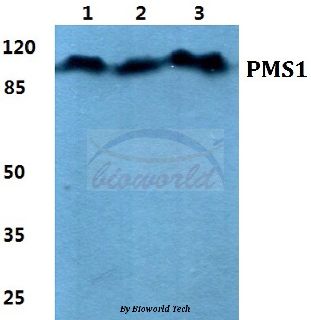 Western blot (WB) analysis of PMS1 pAb at 1:500 dilution Lane1:Hela cell lysate Lane2:Raw264.7 cell lysate Lane3:PC12 cell lysate