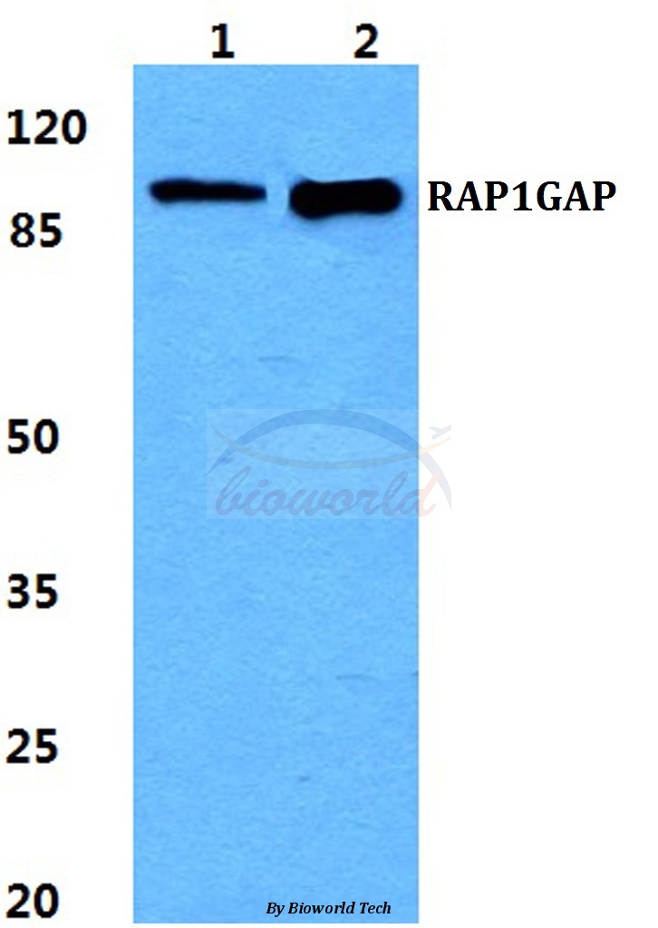 Western blot (WB) analysis of RAP1GAP pAb at 1:500 dilution Lane1:HEK293T cell lysate Lane2:NIH-3T3 cell lysate
