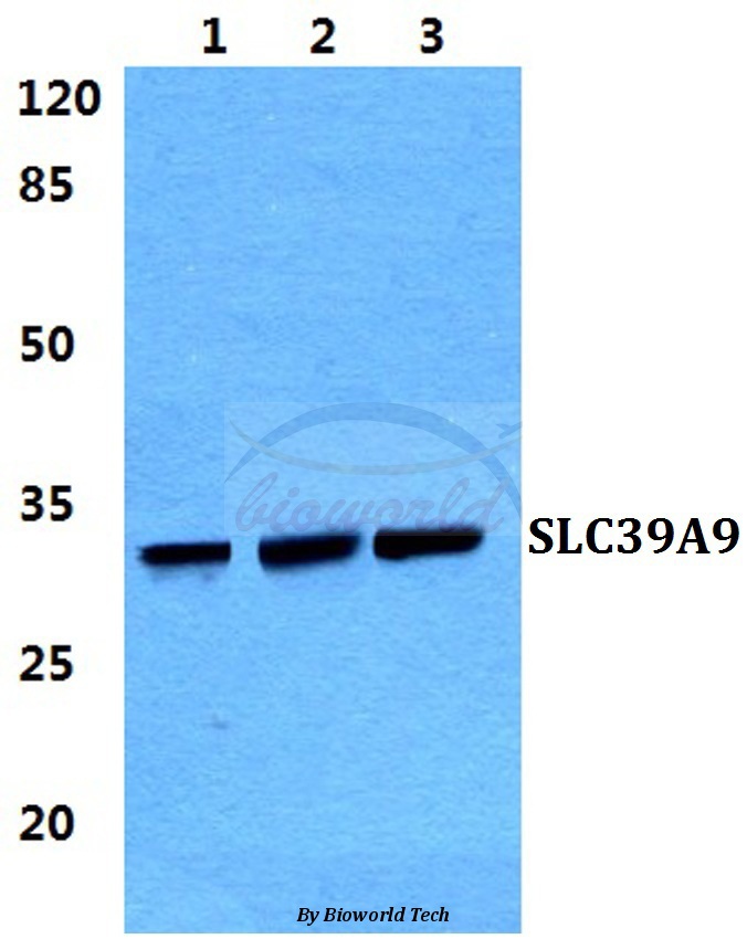 Western blot (WB) analysis of SLC39A9 pAb at 1:500 dilution Lane1:Hela cell lysate Lane2:Raw264.7 cell lysate Lane3:H9C2 cell lysate