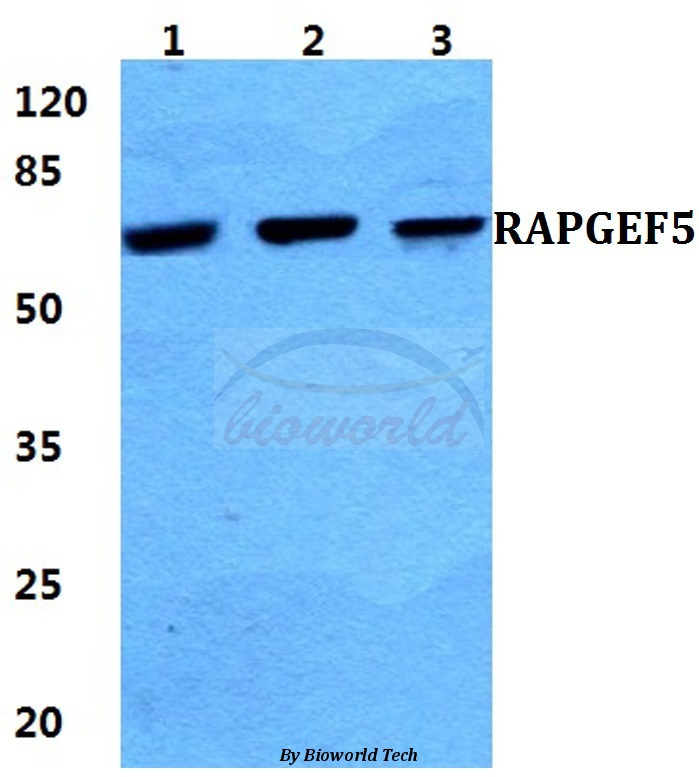 Western blot (WB) analysis of RAPGEF5 pAb at 1:500 dilution Lane1:Hela cell lysate Lane2:Raw264.7 cell lysate Lane3:H9C2 cell lysate