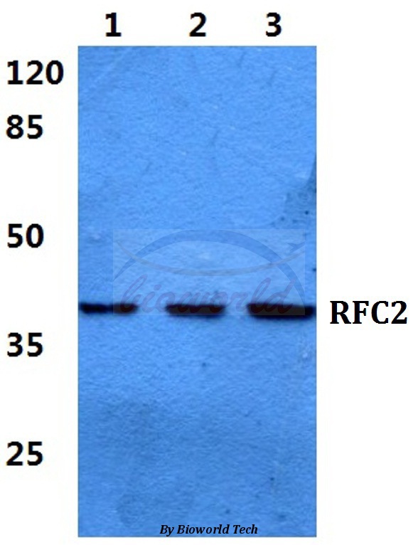 Western blot (WB) analysis of RFC2 pAb at 1:500 dilution Lane1:HEK293T cell lysate Lane2:Raw264.7 cell lysate Lane3:H9C2 cell lysate