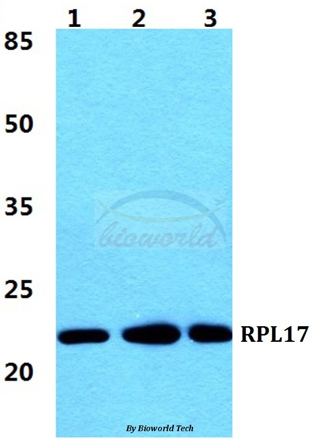 Western blot (WB) analysis of RPL17 pAb at 1:500 dilution Lane1:MCF-7 cell lysate Lane2:Raw264.7 cell lysate Lane3:H9C2 cell lysate