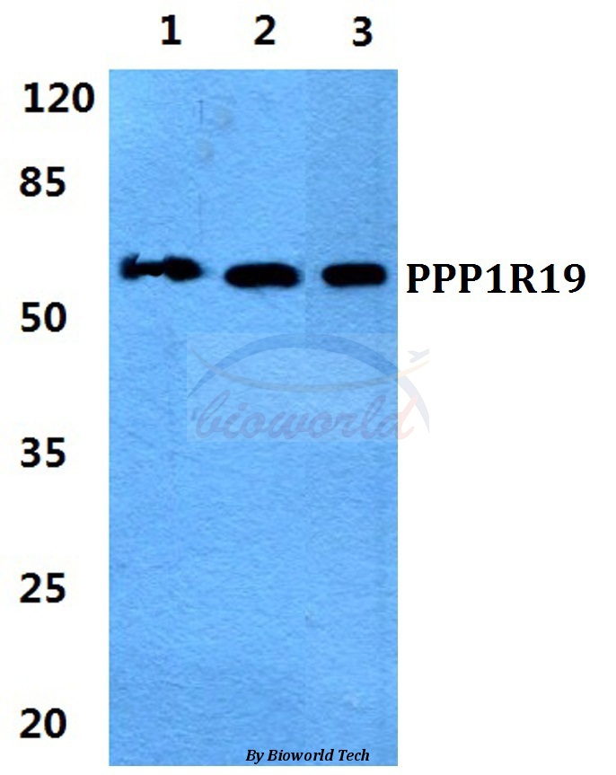 Western blot (WB) analysis of PPP1R19 pAb at 1:500 dilution Lane1:HEK293T cell lysate Lane2:Raw264.7 cell lysate Lane3:PC12 cell lysate